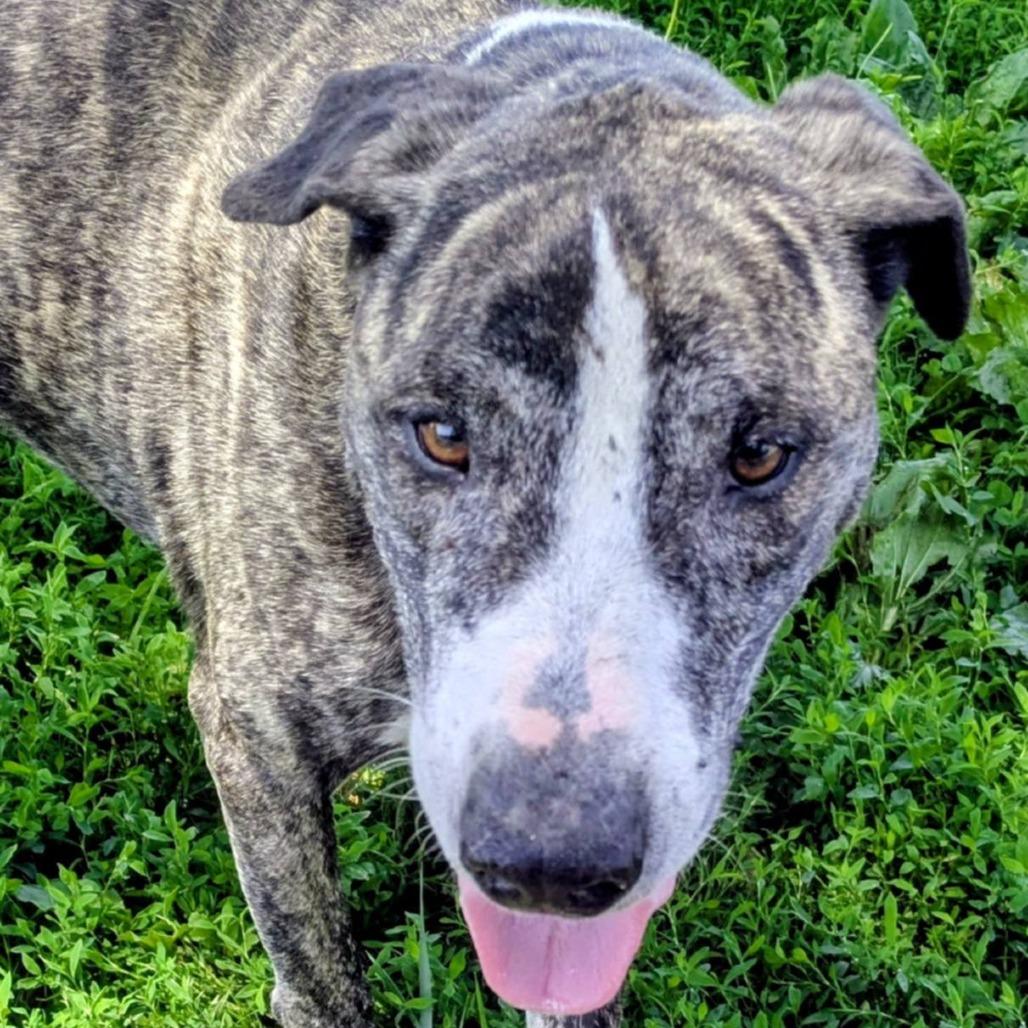 Enlarge Marmaduke, a Adoptable Mixed Breed in Jeffersonville, IN image 2/6