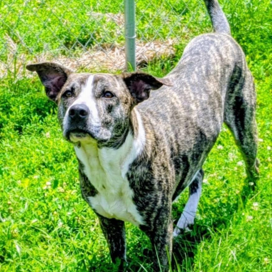 Enlarge Marmaduke, a Adoptable Mixed Breed in Jeffersonville, IN image 3/6