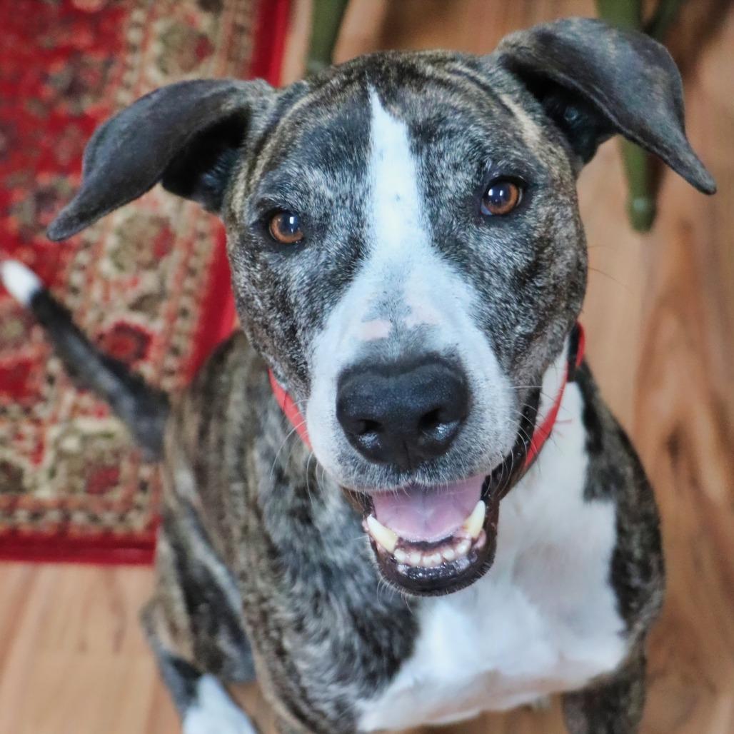 Enlarge Marmaduke, a Adoptable Mixed Breed in Jeffersonville, IN image 4/6
