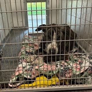 Enlarge Marmaduke, a Adoptable Mixed Breed in Jeffersonville, IN image 5/6