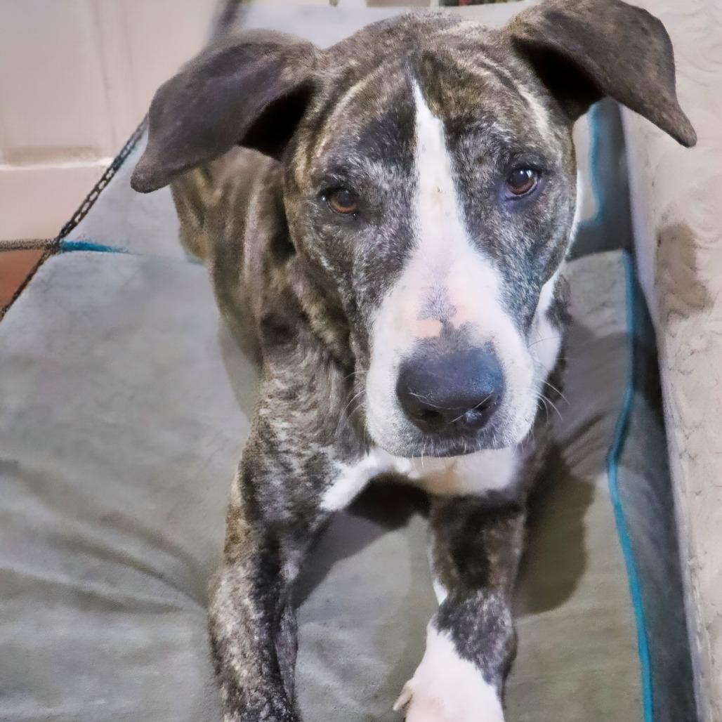Enlarge Marmaduke, a Adoptable Mixed Breed in Jeffersonville, IN image 6/6