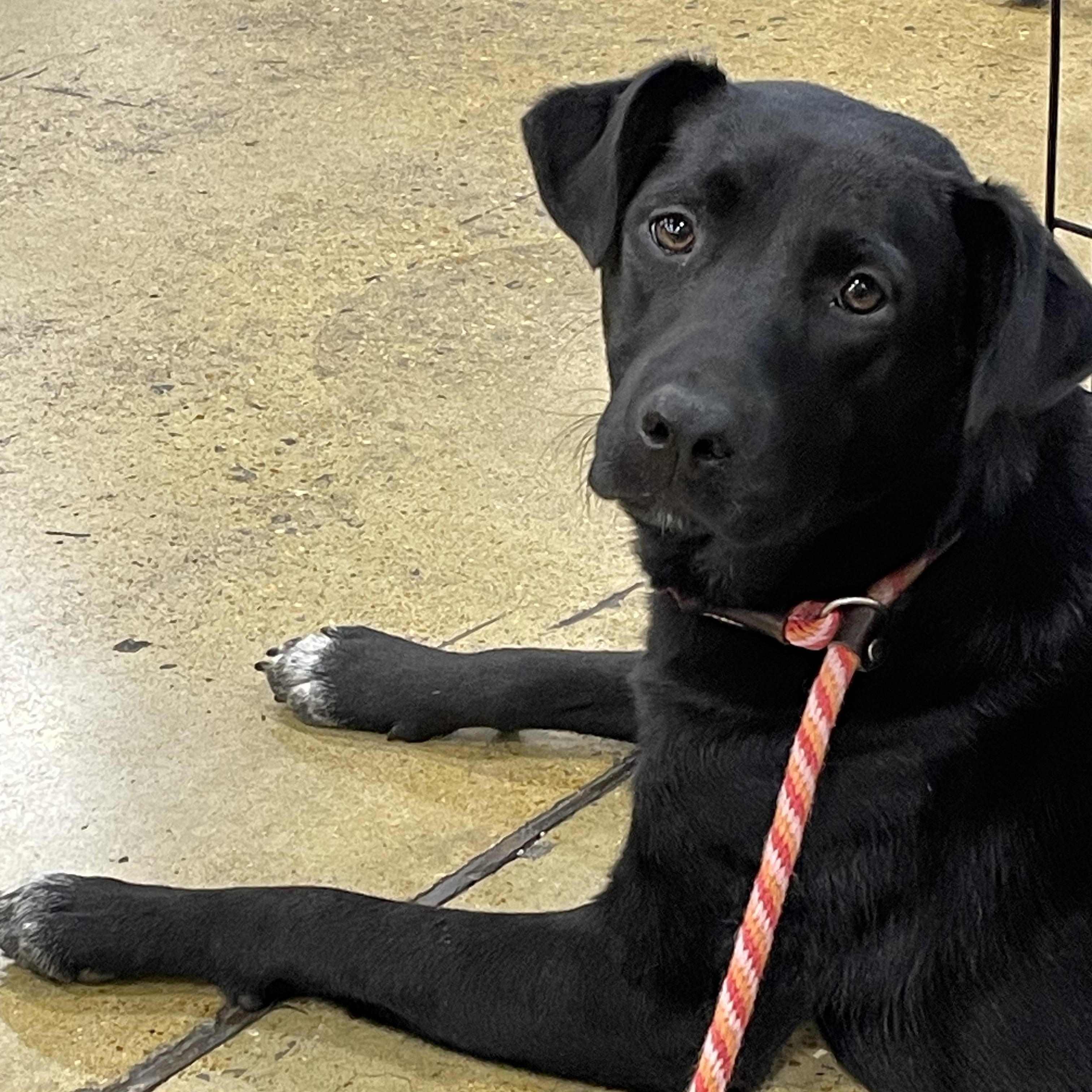 Sally, Adoptable, Young Female Black Labrador Retriever.