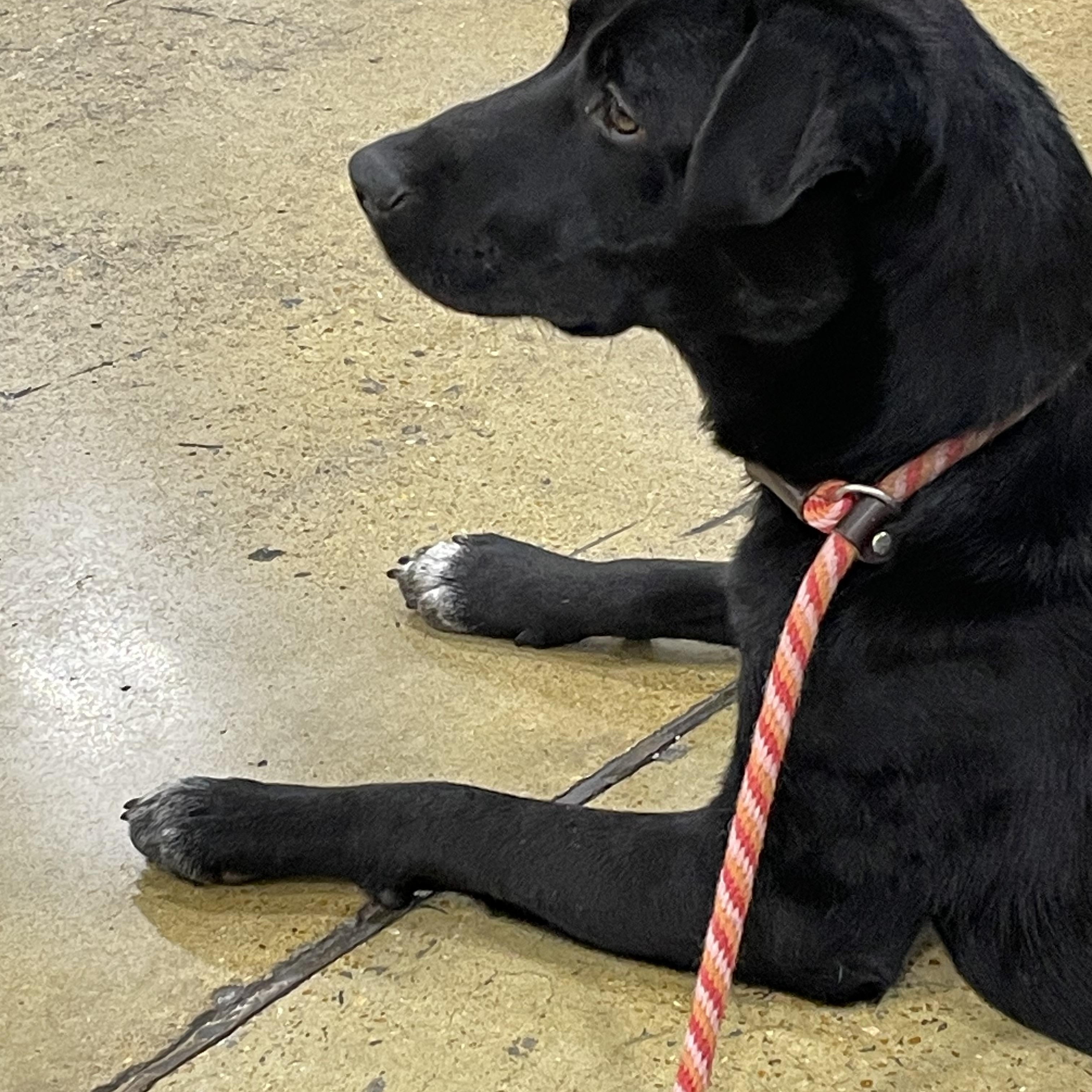 Sally, a Adoptable mixed breed in South Pittsburg, TN image 2/2