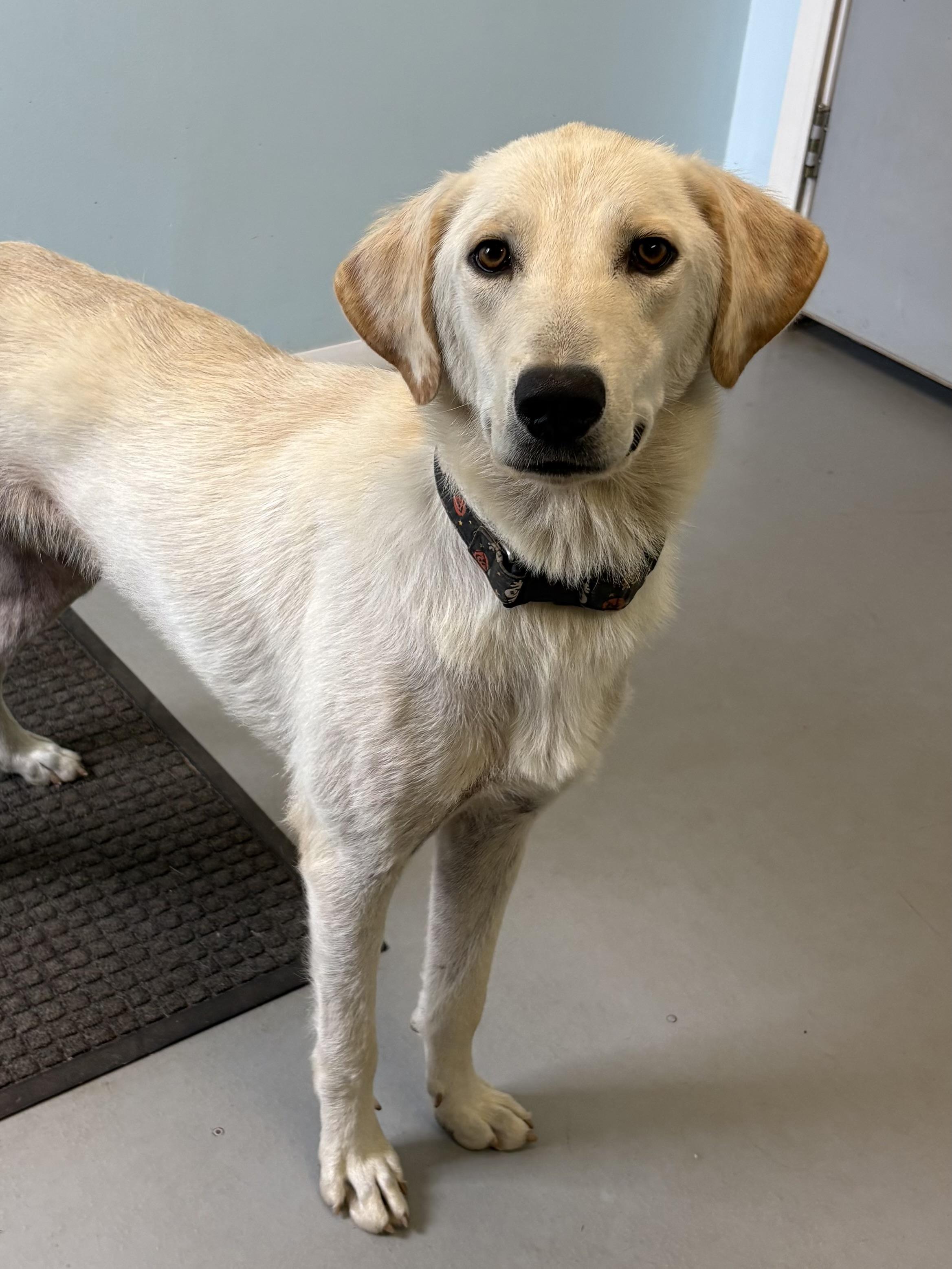 Buckwheat, a ADOPTABLE Mixed Breed in Big Rapids, MI image 3/3
