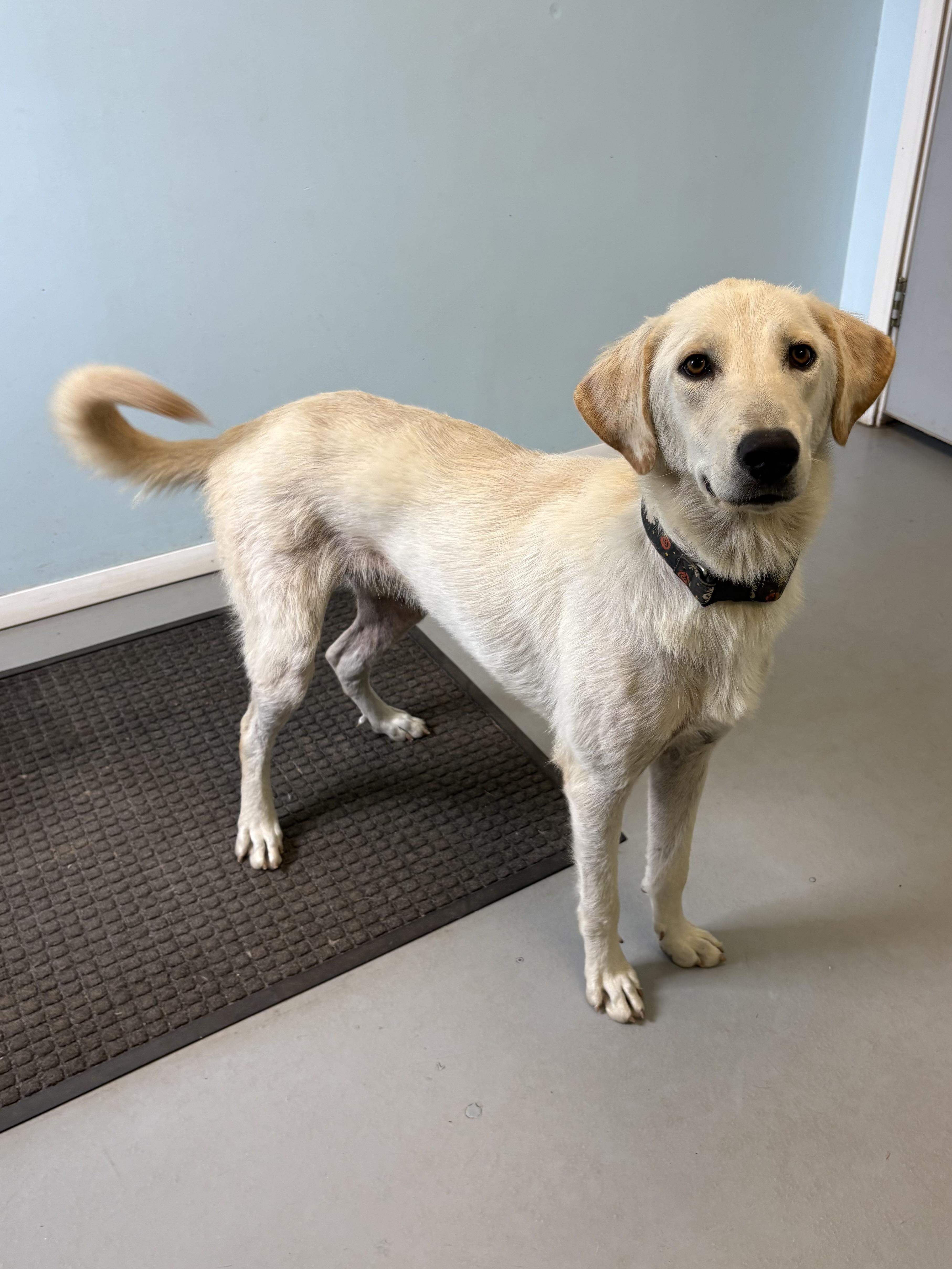 Buckwheat, ADOPTABLE, Young Male Mixed Breed.