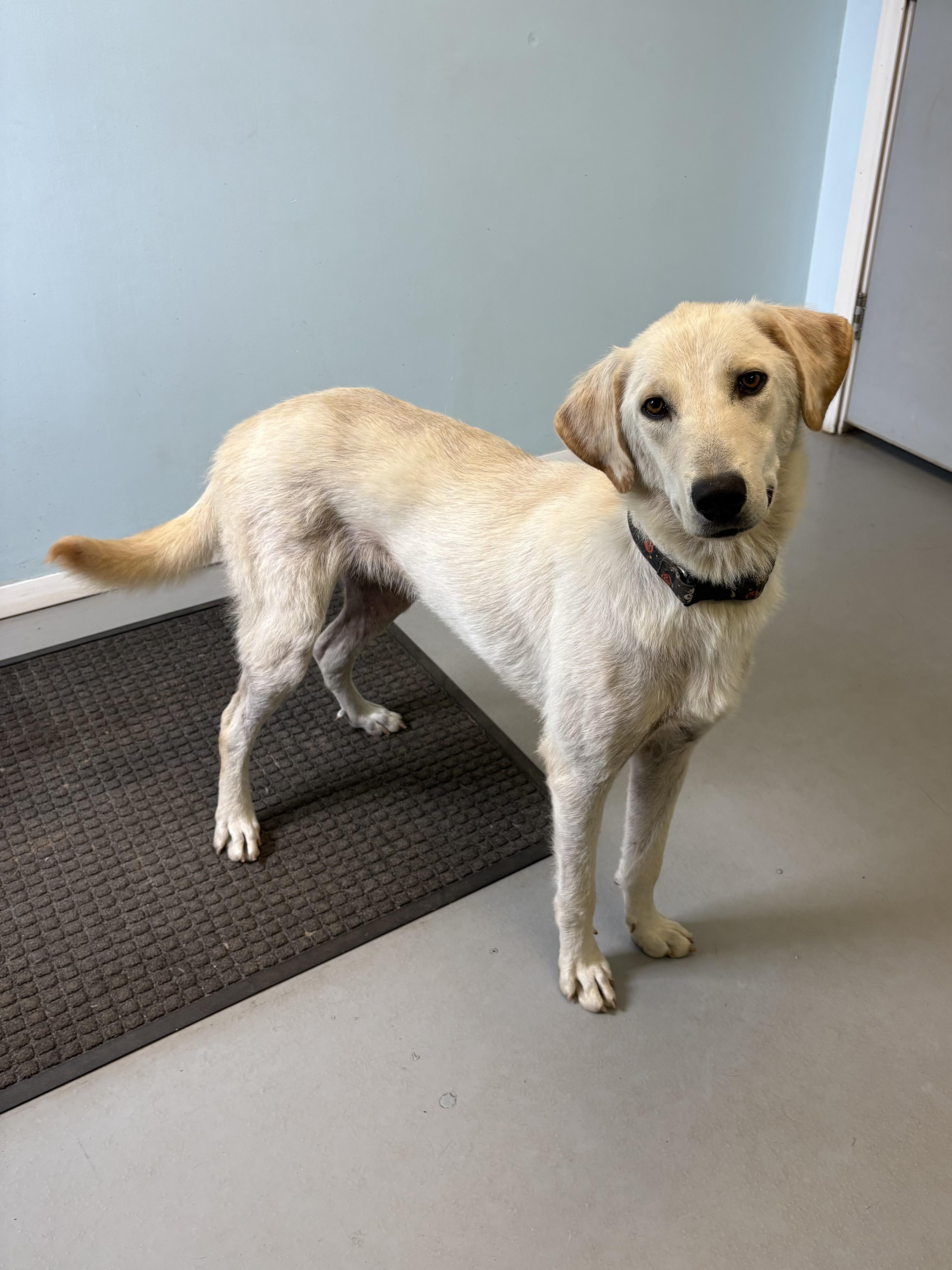 Buckwheat, a ADOPTABLE Mixed Breed in Big Rapids, MI image 2/3