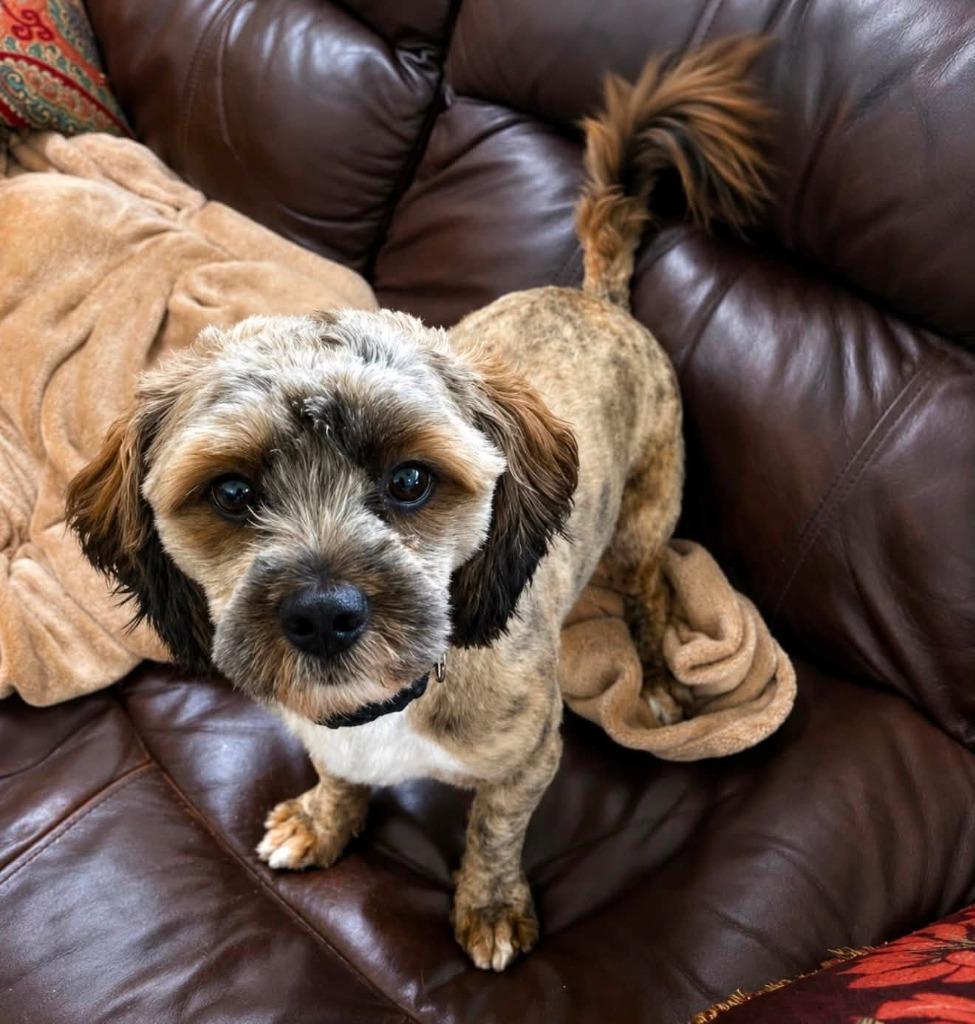 Enlarge HARRY, a Adoptable mixed breed in Palm City, FL image 2/3