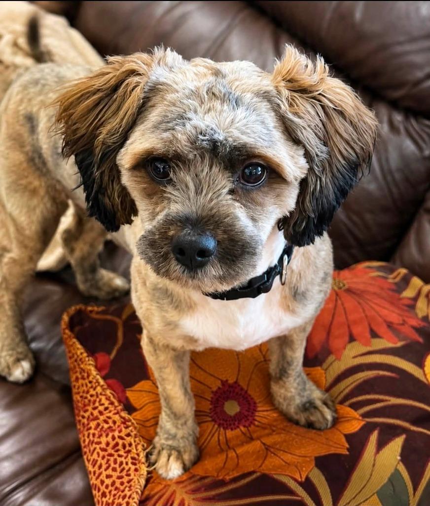 Enlarge HARRY, a Adoptable mixed breed in Palm City, FL image 3/3