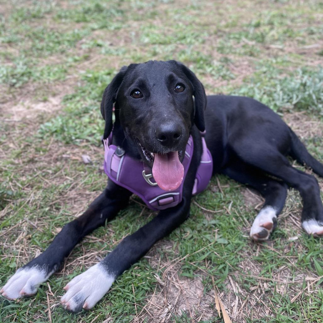 Enlarge Ziggy, a Adoptable mixed breed in Fayetteville, GA image 1/6
