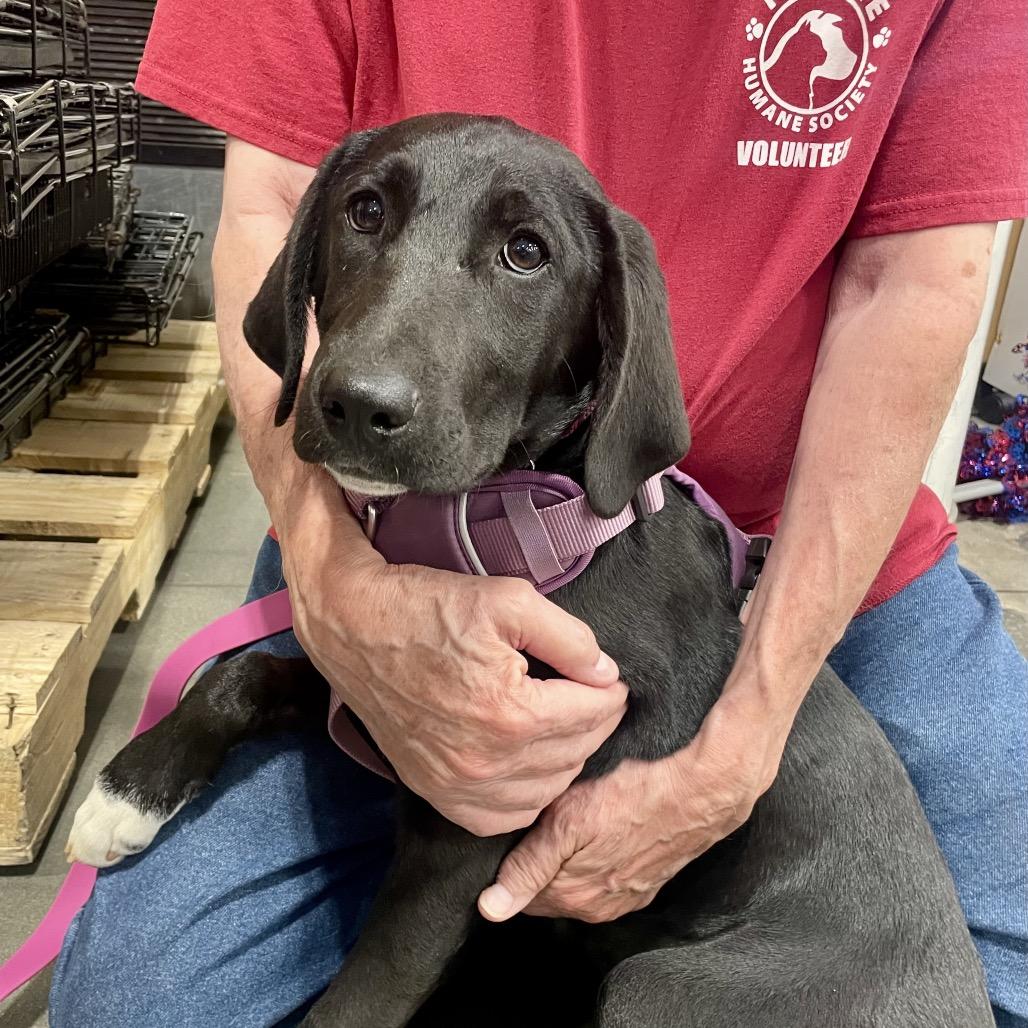 Enlarge Ziggy, a Adoptable mixed breed in Fayetteville, GA image 2/6