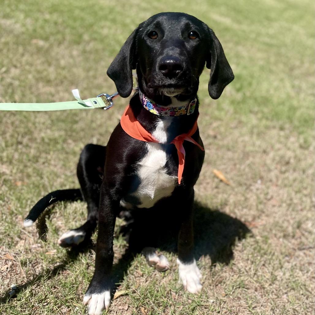 Enlarge Ziggy, a Adoptable mixed breed in Fayetteville, GA image 2/6