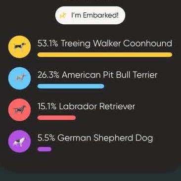 Enlarge Ziggy, a Adoptable mixed breed in Fayetteville, GA image 3/6