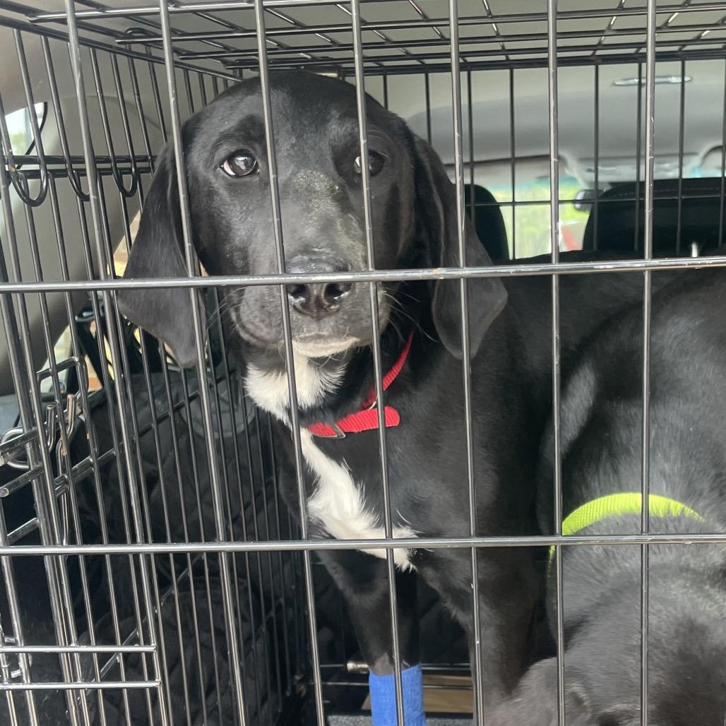 Enlarge Ziggy, a Adoptable mixed breed in Fayetteville, GA image 4/6