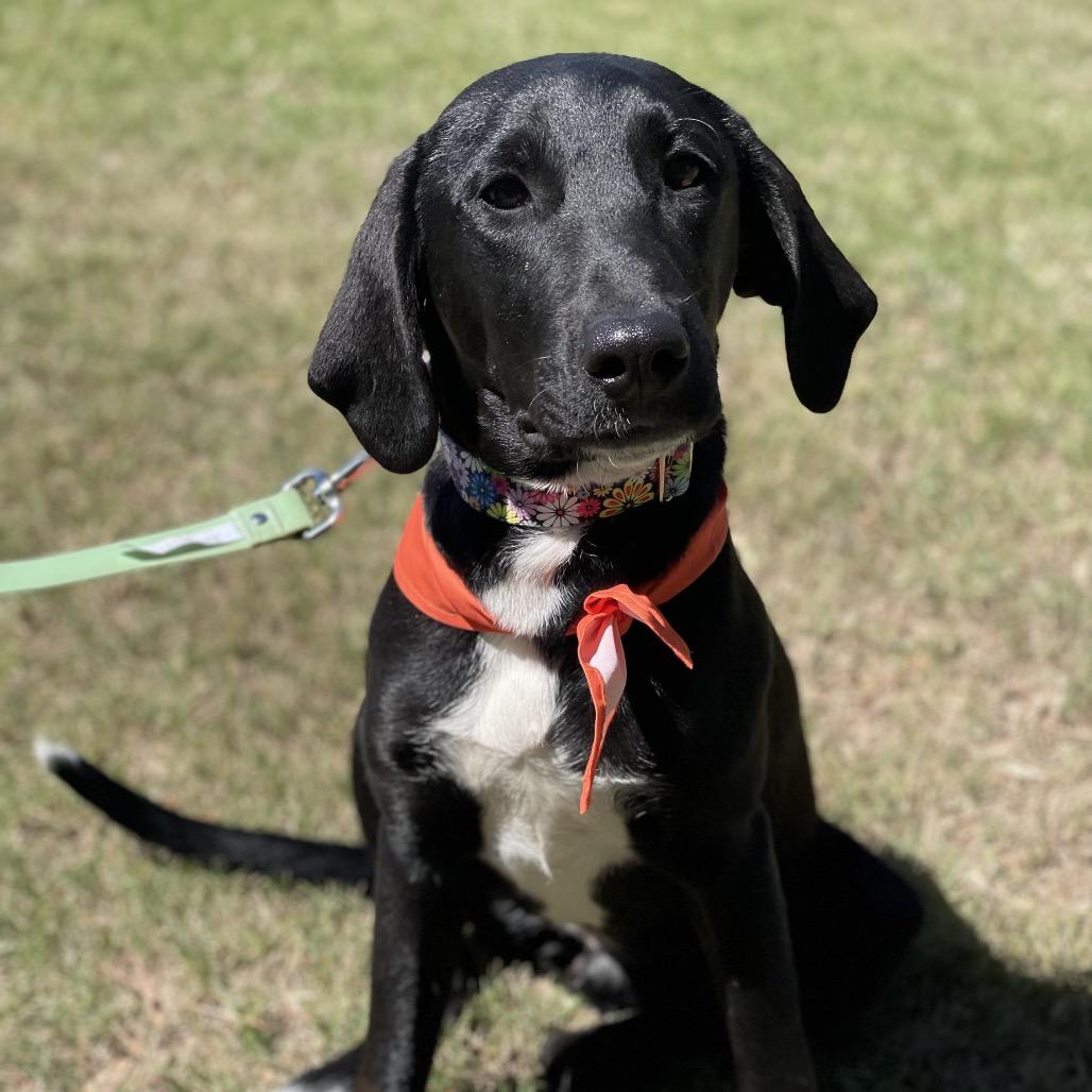 Enlarge Ziggy, a Adoptable mixed breed in Fayetteville, GA image 4/6