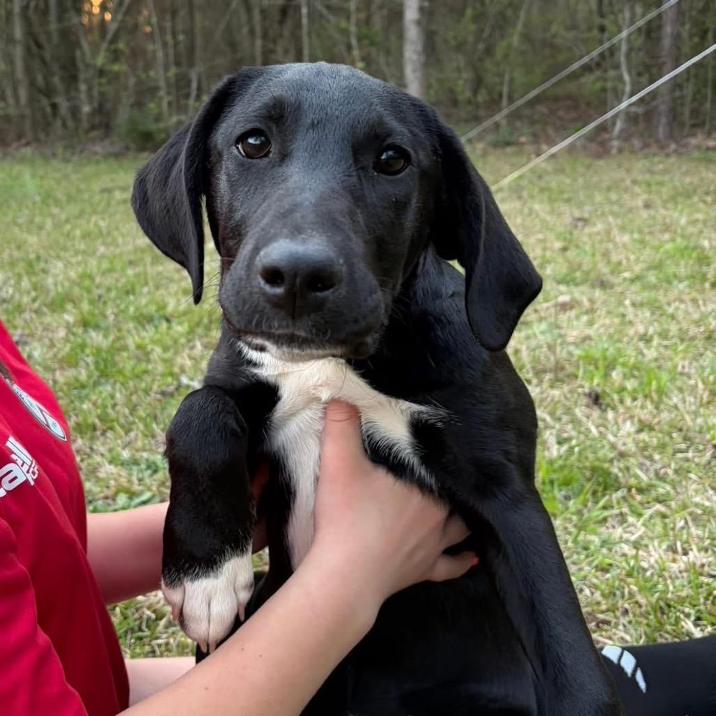 Enlarge Ziggy, a Adoptable mixed breed in Fayetteville, GA image 5/6