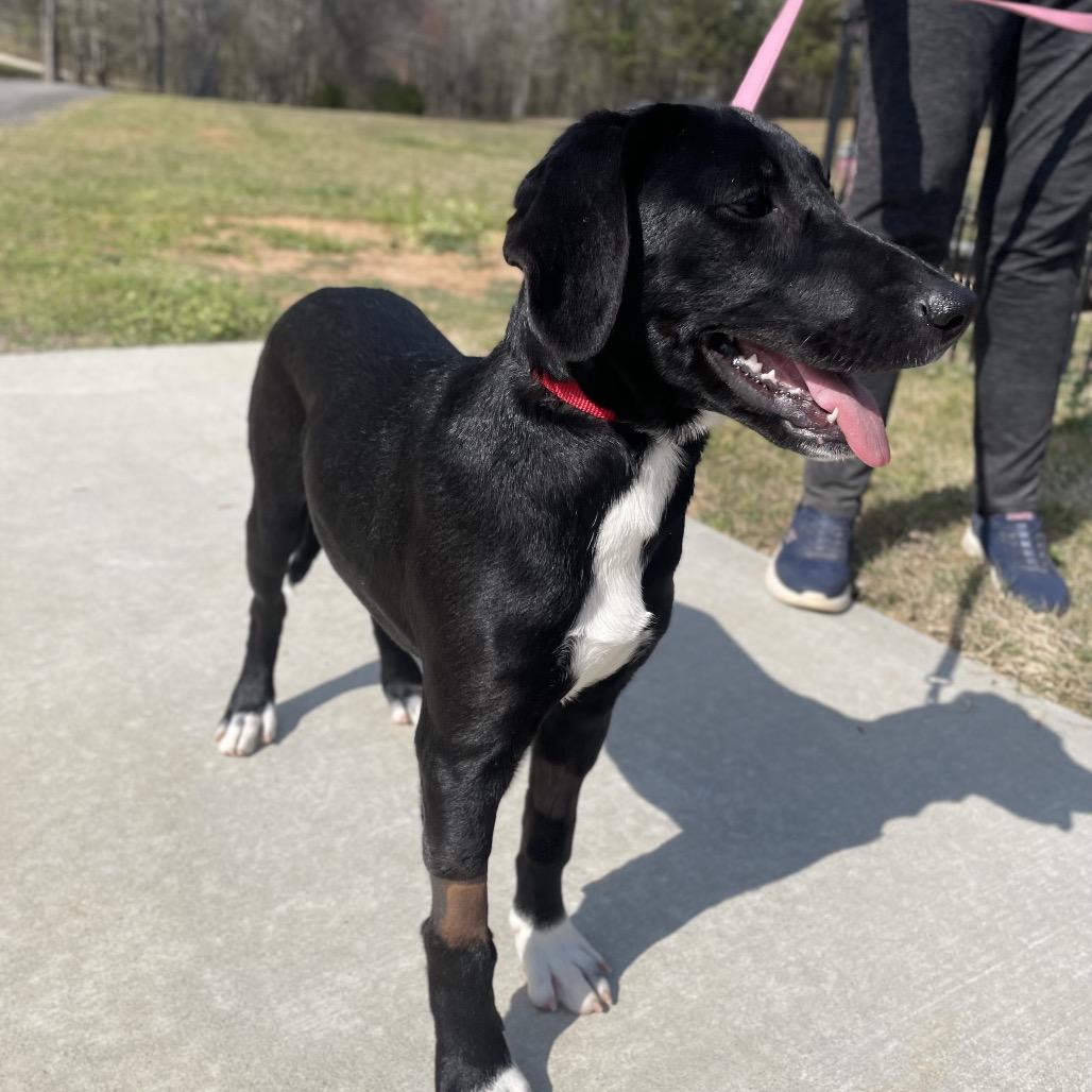 Enlarge Ziggy, a Adoptable mixed breed in Fayetteville, GA image 6/6