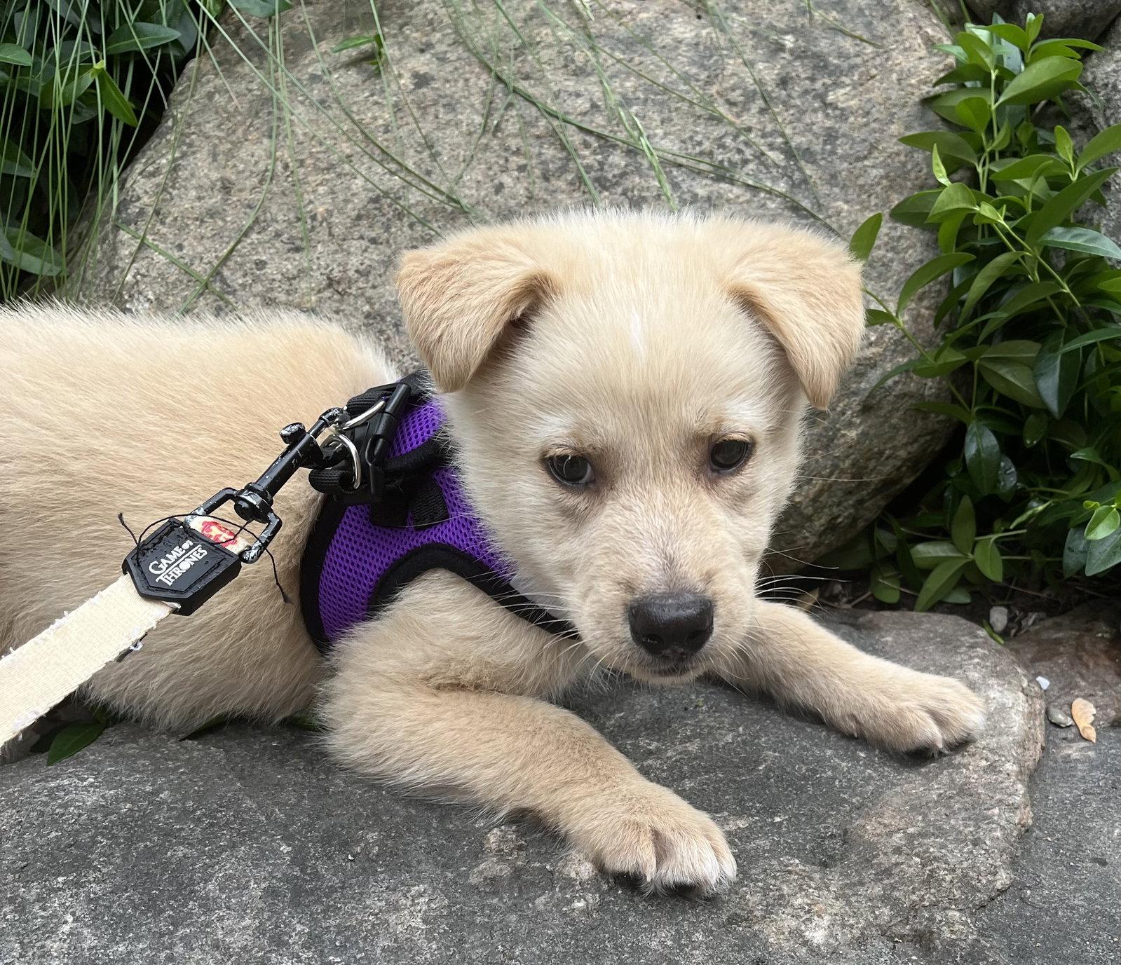 TANGERINE, Adoptable, Puppy Female Labrador Retriever & Husky.