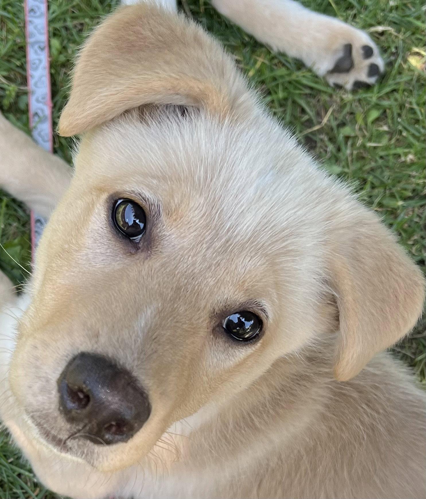 TANGERINE, Adoptable, Puppy Female Labrador Retriever & Husky.