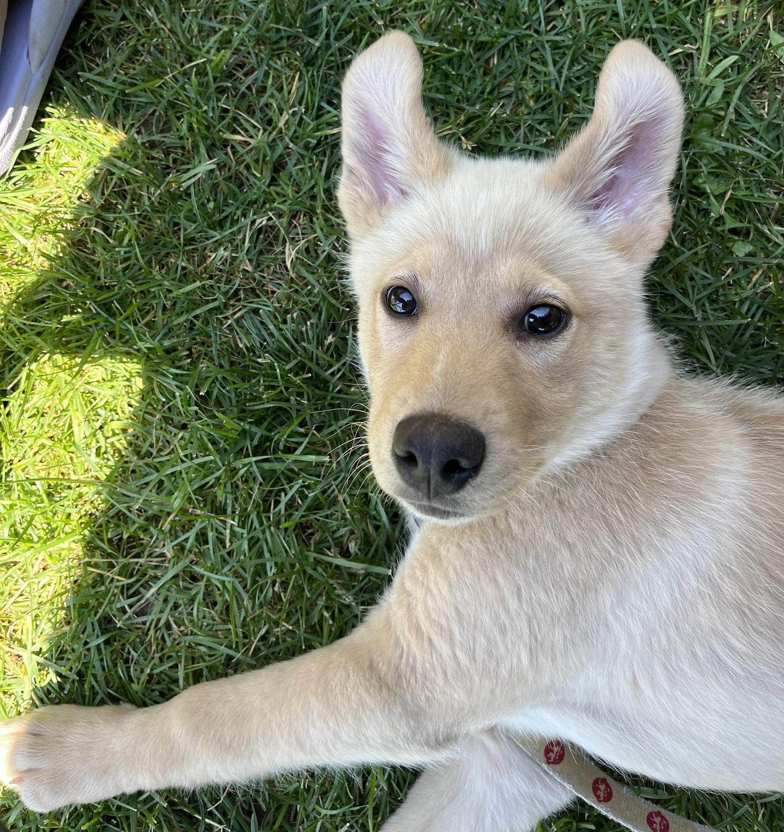 Enlarge TANGERINE, a Adoptable mixed breed in Minesing, ON image 2/3