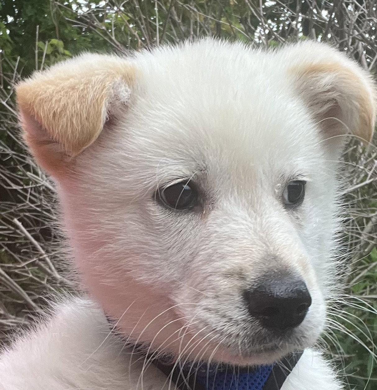 TANGERINE, a Adoptable mixed breed in Minesing, ON image 2/3