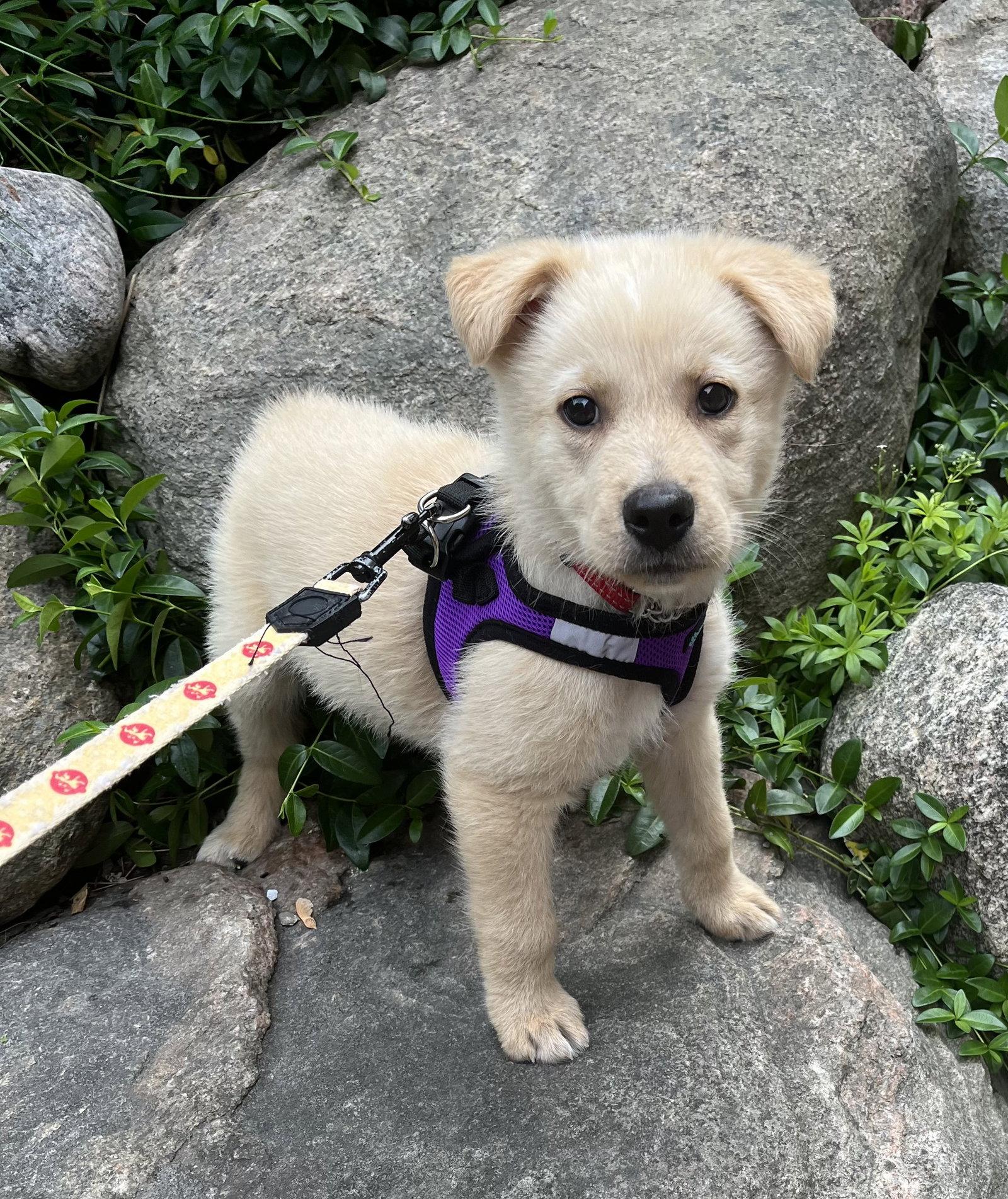 TANGERINE, a Adoptable mixed breed in Minesing, ON image 3/3