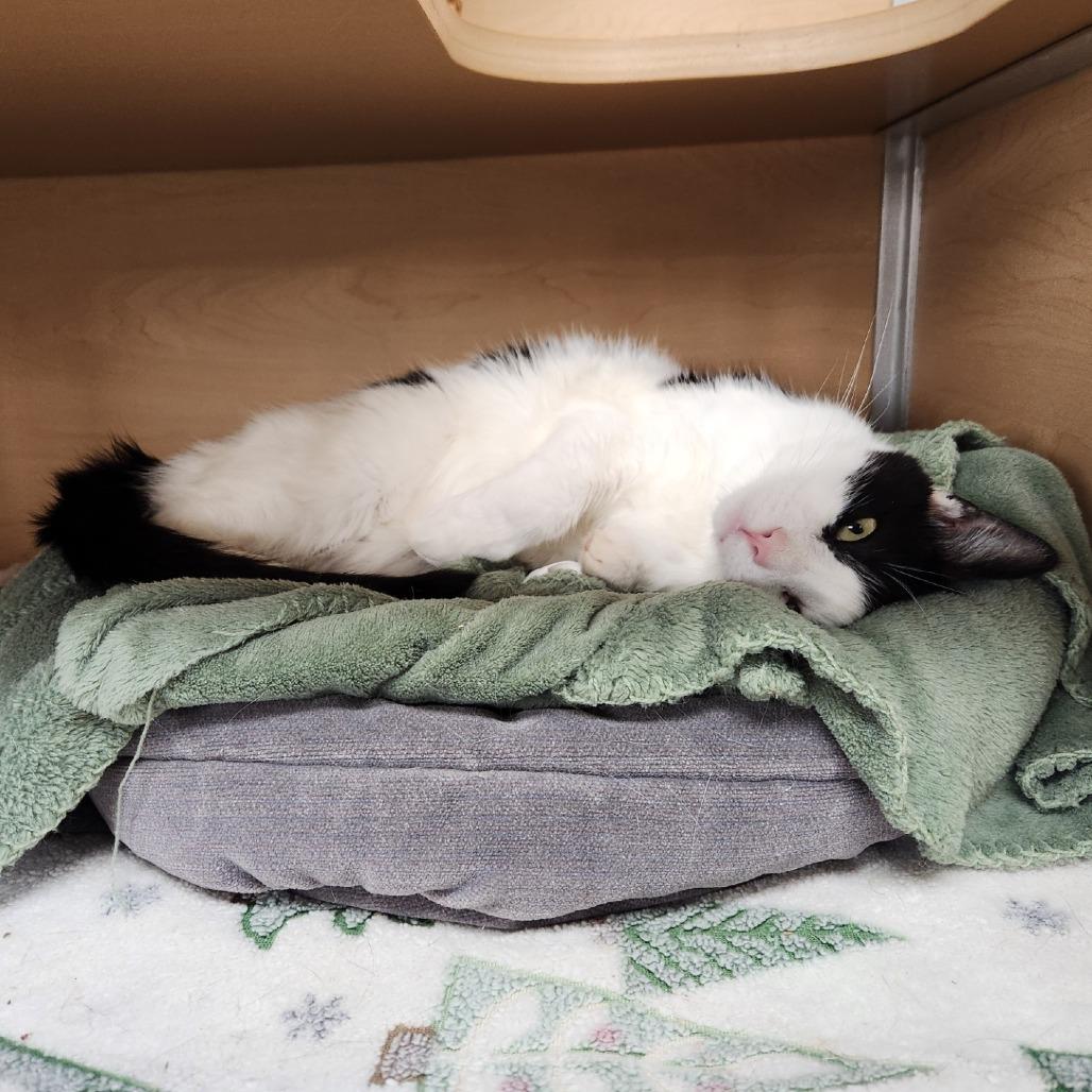 Letty, Adoptable, Adult Female Domestic Short Hair.