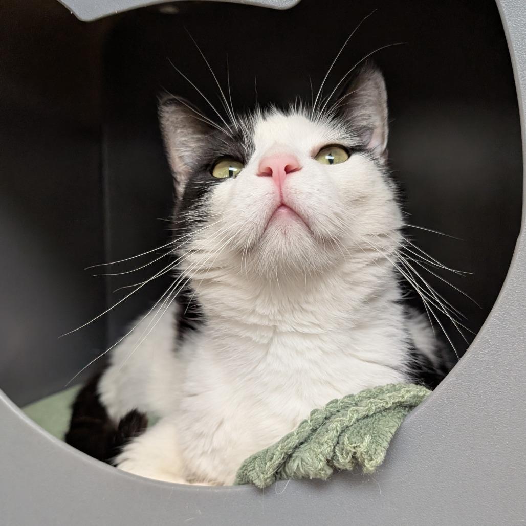 Enlarge Letty, a Adoptable Domestic Short Hair in Brookfield, WI image 2/3