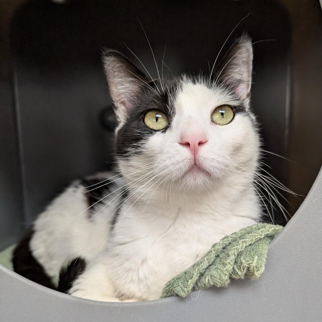 Enlarge Letty, a Adoptable Domestic Short Hair in Brookfield, WI image 3/3