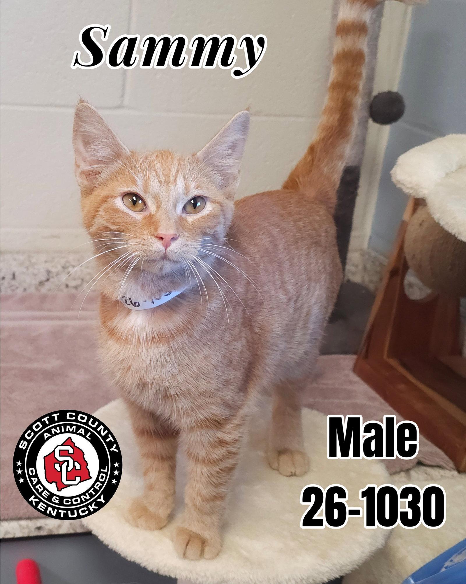 Sammy, Adoptable, Young Male Domestic Short Hair.