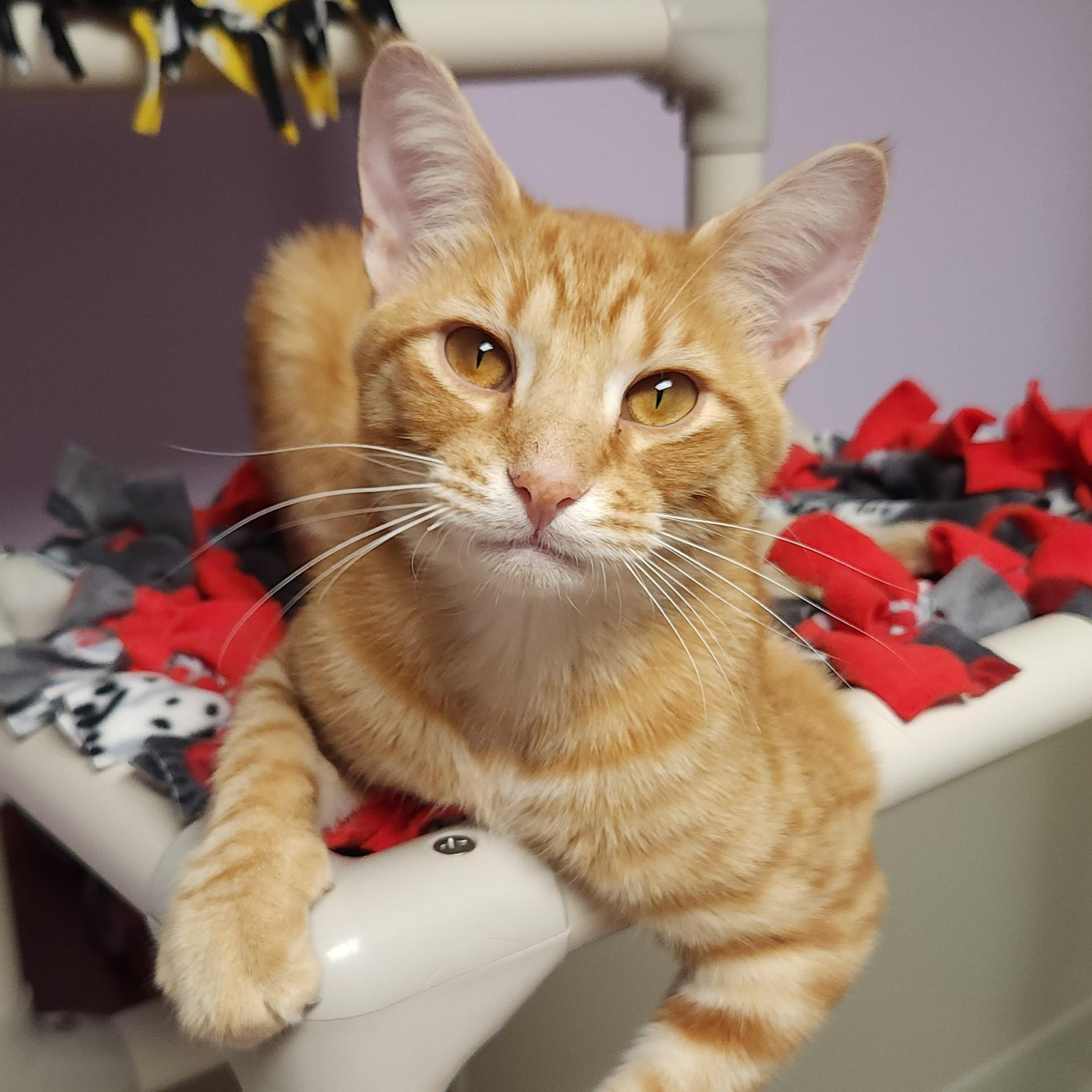 Hee Haw, Adoptable, Young Male Tabby.