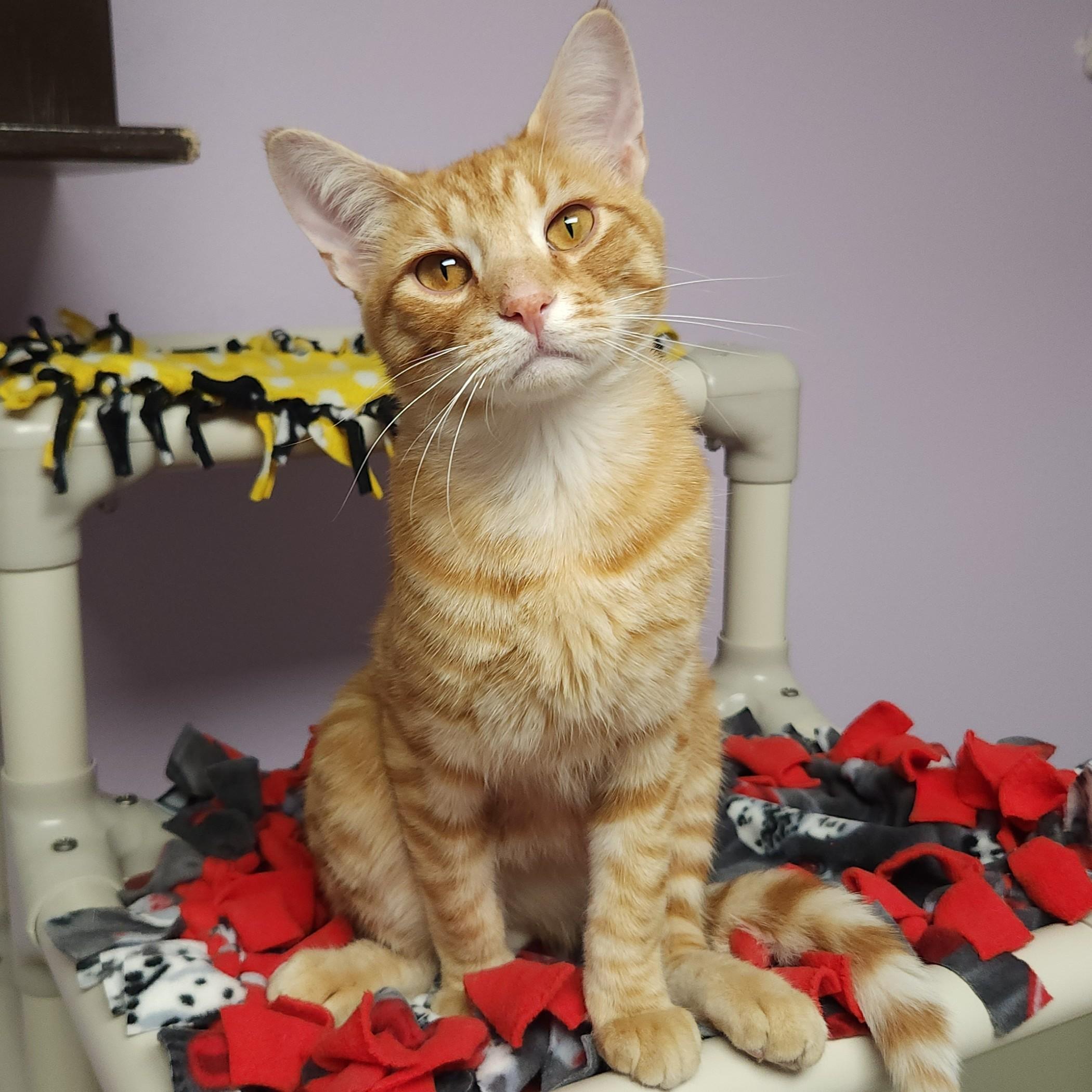 Enlarge Hee Haw, a Adoptable Tabby in Marshfield, WI image 2/5