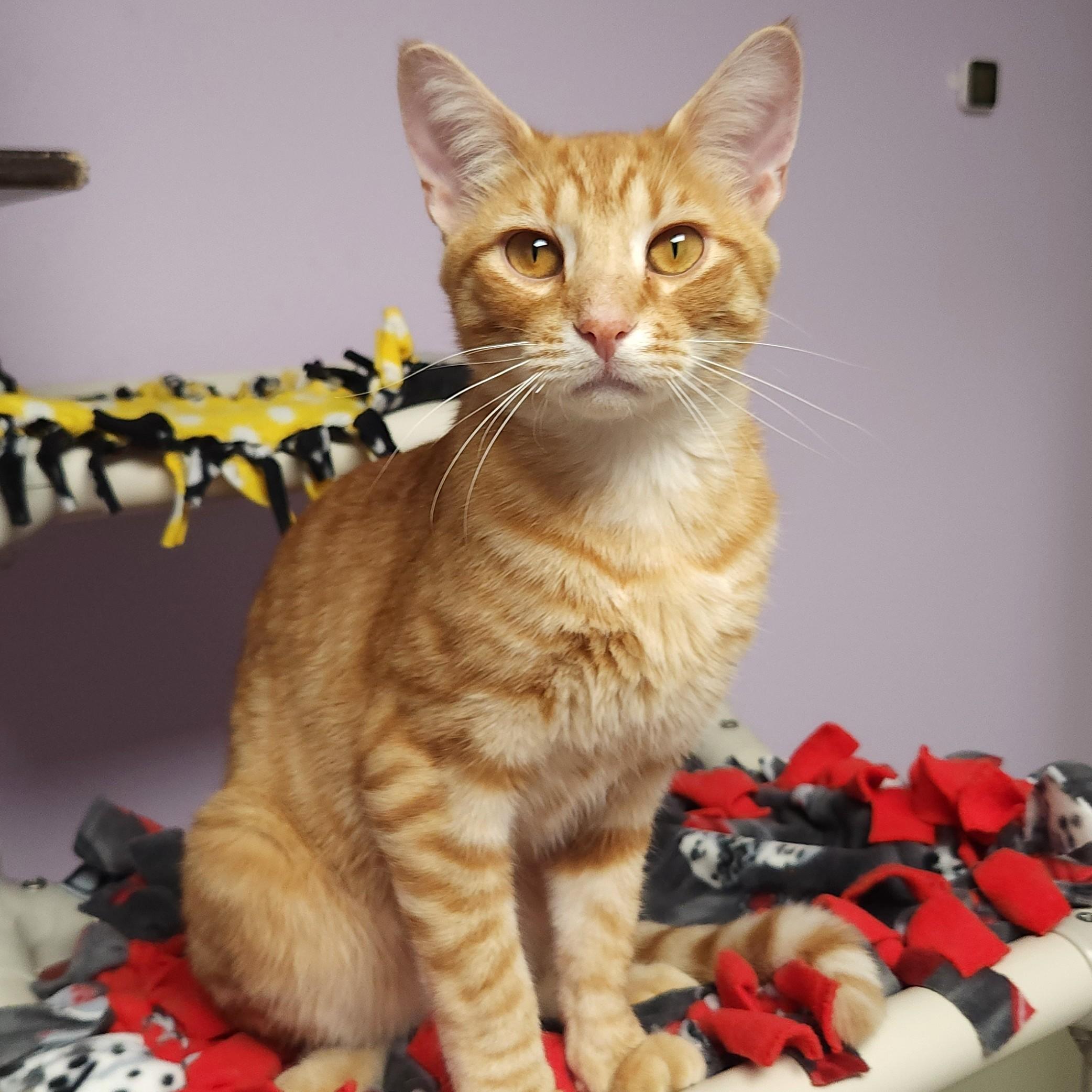 Enlarge Hee Haw, a Adoptable Tabby in Marshfield, WI image 4/5