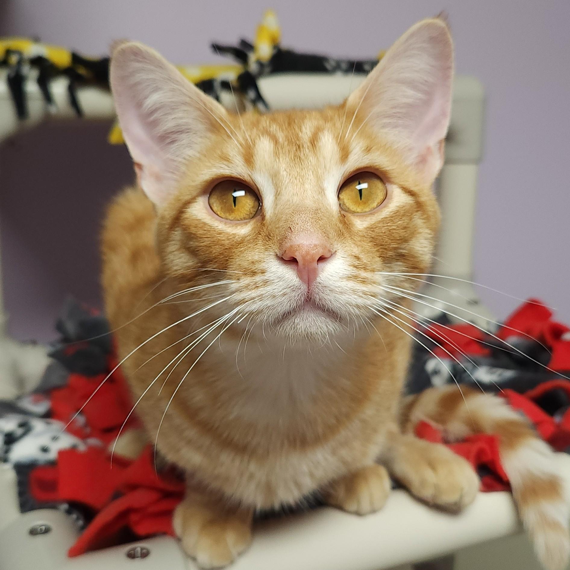 Enlarge Hee Haw, a Adoptable Tabby in Marshfield, WI image 3/5