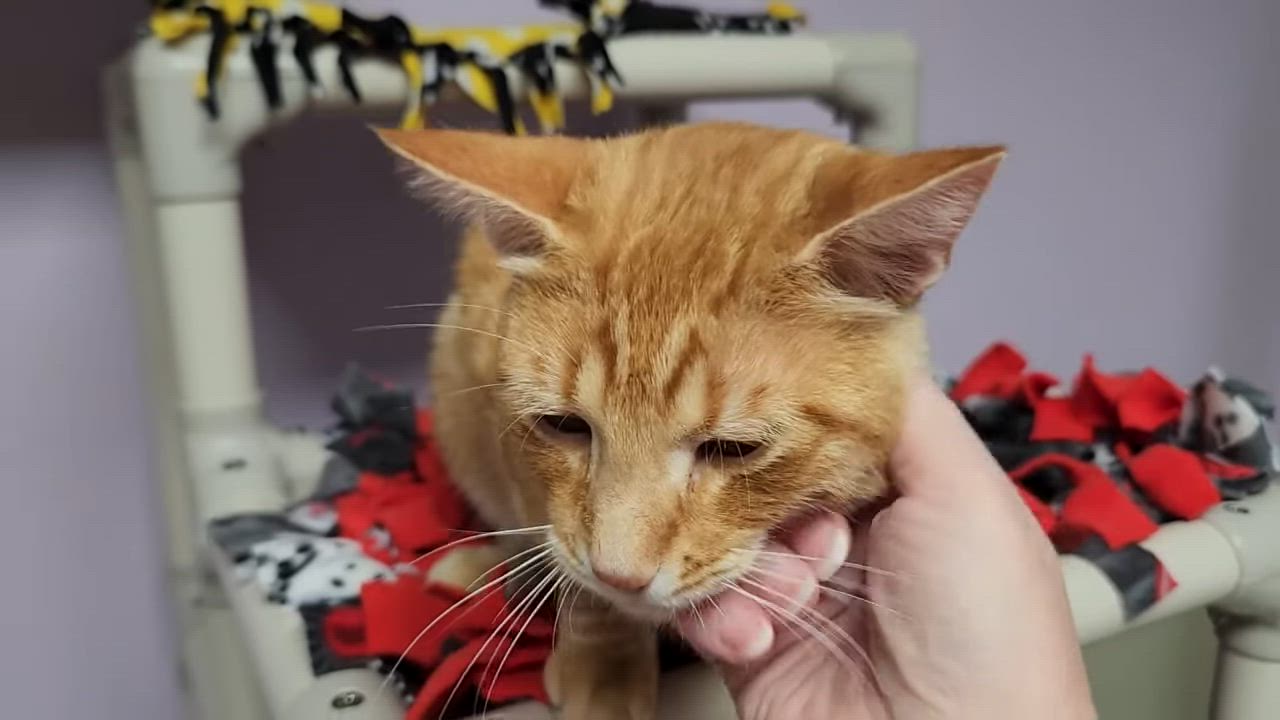 Enlarge Hee Haw, a Adoptable Tabby in Marshfield, WI video 5/5