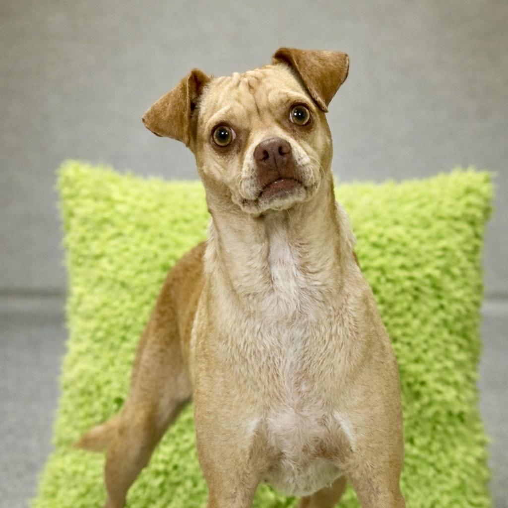 Enlarge Lyrica: 17 pounds of pure love, a Adoptable mixed breed in San Antonio, TX image 5/6