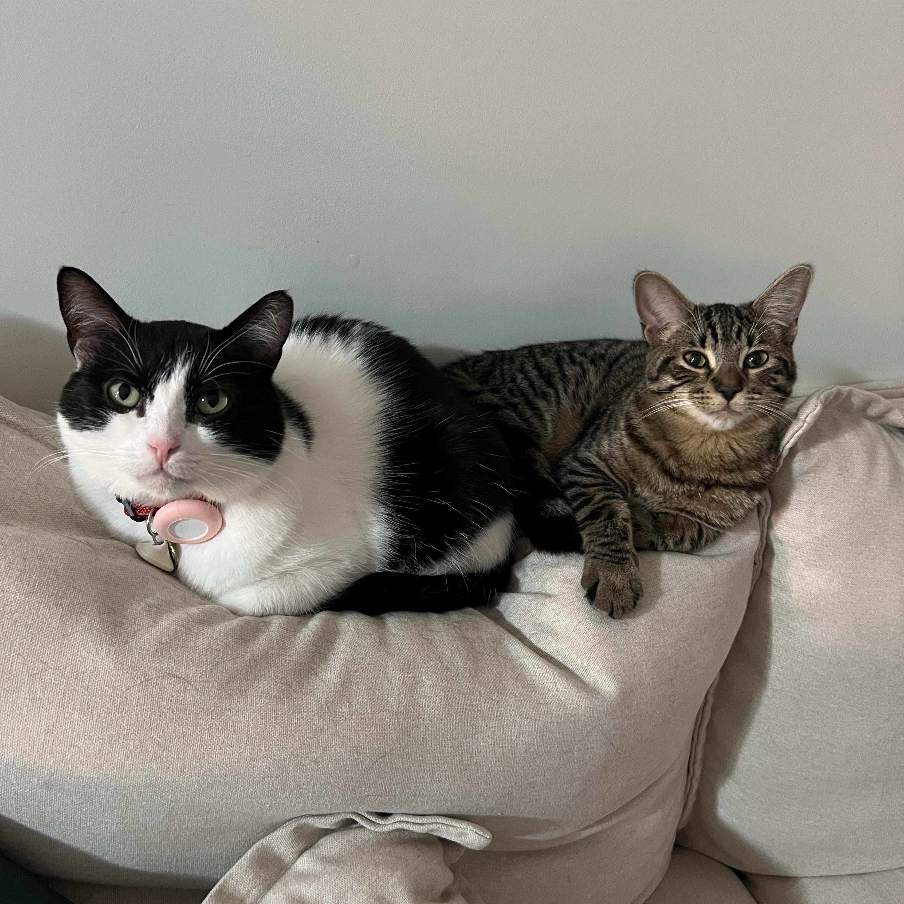 Enlarge Milo, an adopted Domestic Short Hair in Stratford, ON image 3/4