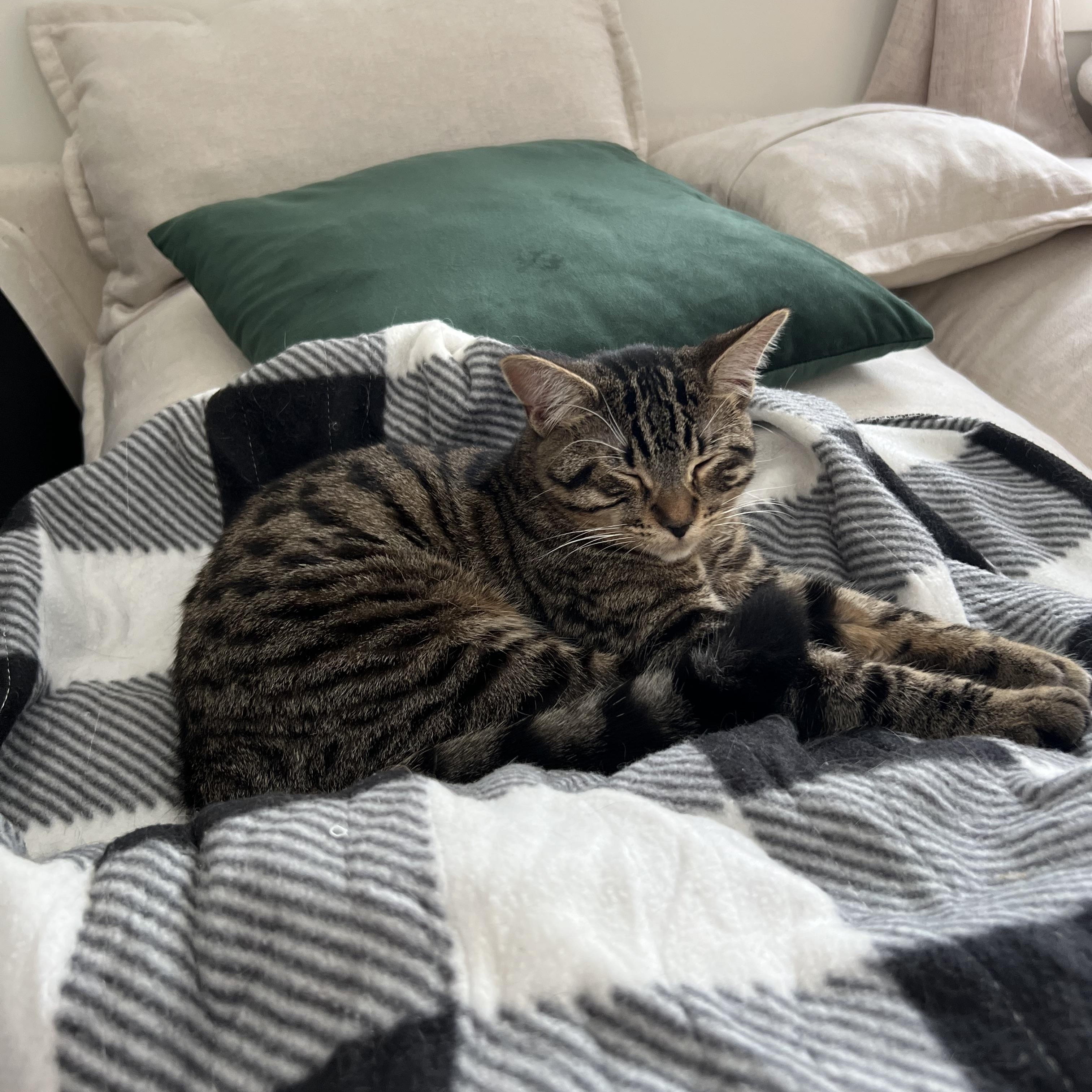 Enlarge Milo, an adopted Domestic Short Hair in Stratford, ON image 2/4