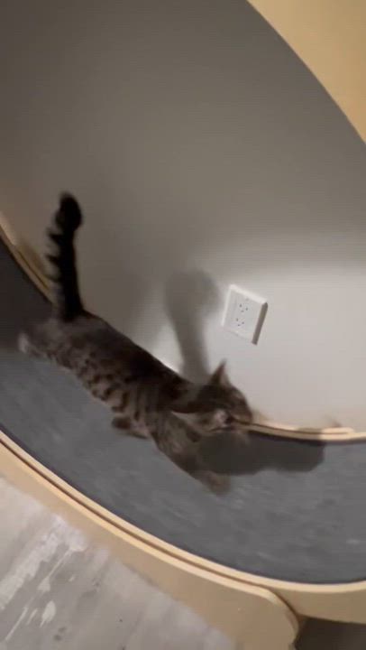 Enlarge Milo, an adopted Domestic Short Hair in Stratford, ON video 4/4