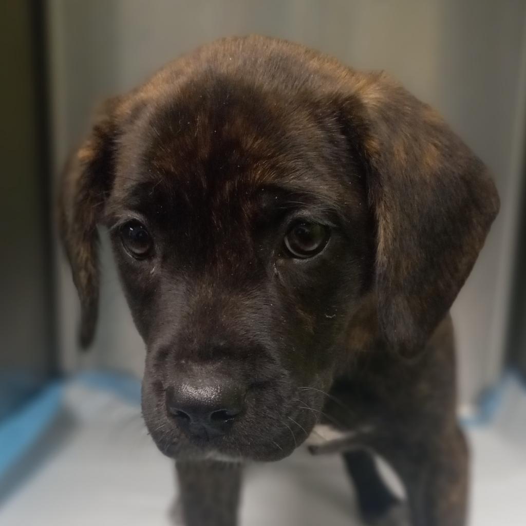 Olive (was Vice), a Adoptable Mixed Breed in Columbiana, AL image 1/2