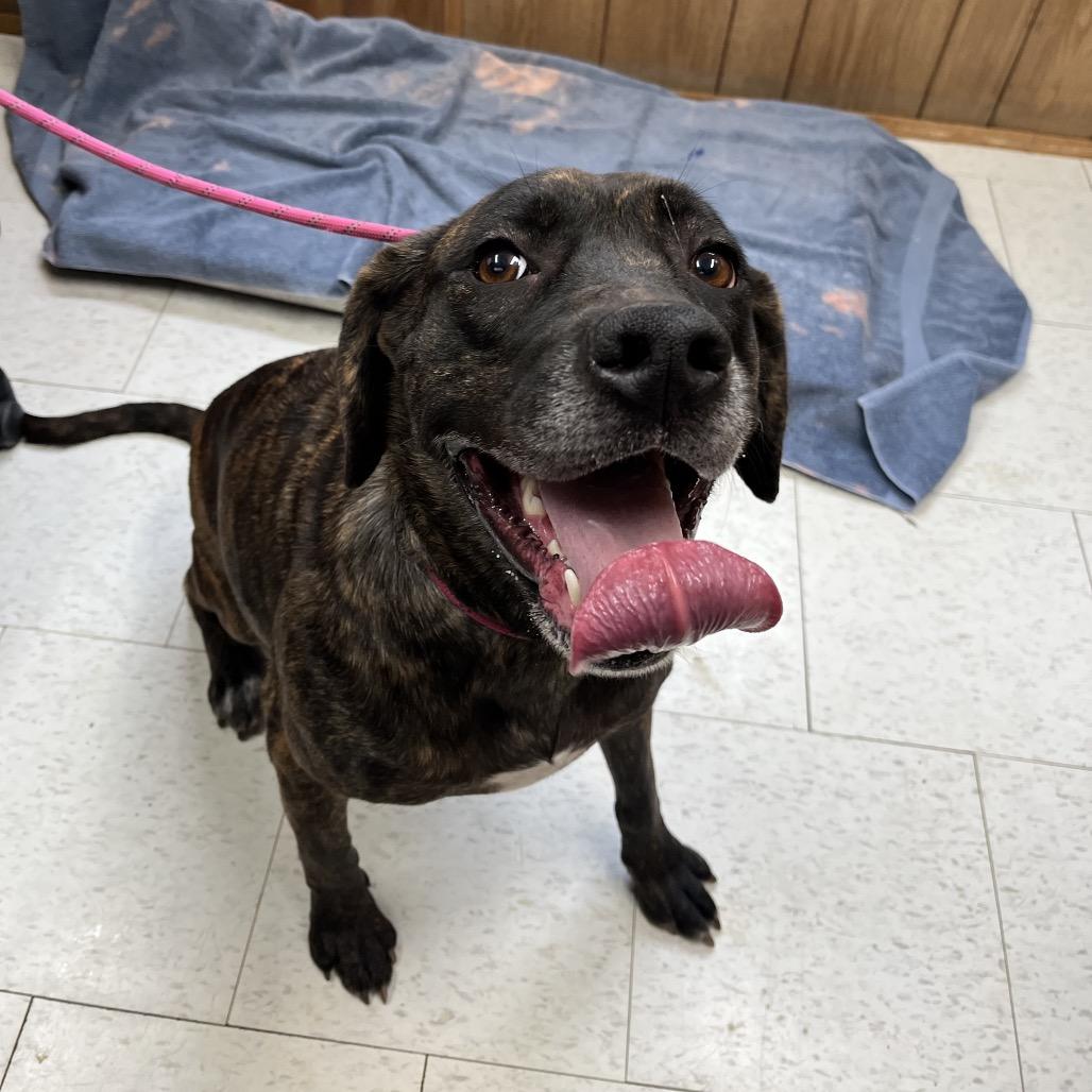 Olive (was Vice), a Adoptable Mixed Breed in Columbiana, AL image 2/2