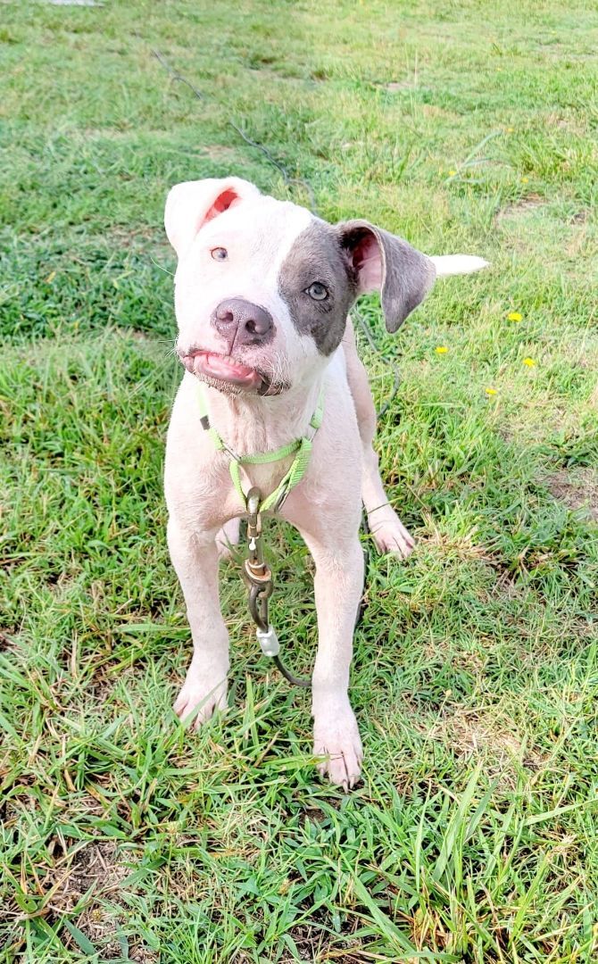 Demi, Adoptable, Puppy Female Pit Bull Terrier.