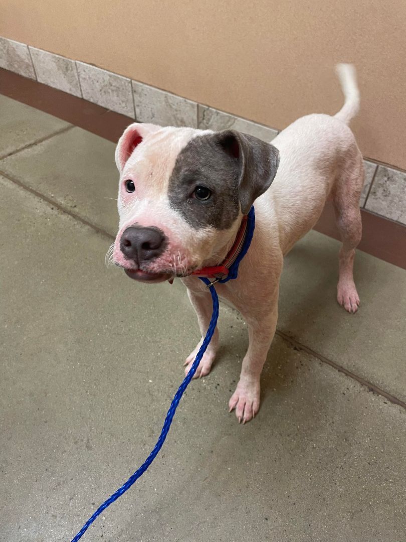 Demi, a Adoptable mixed breed in Shelby, NC image 3/8