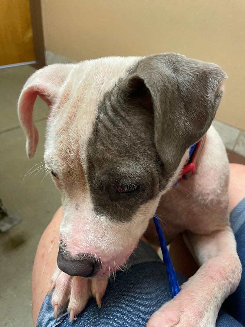 Demi, Adoptable, Puppy Female Pit Bull Terrier.