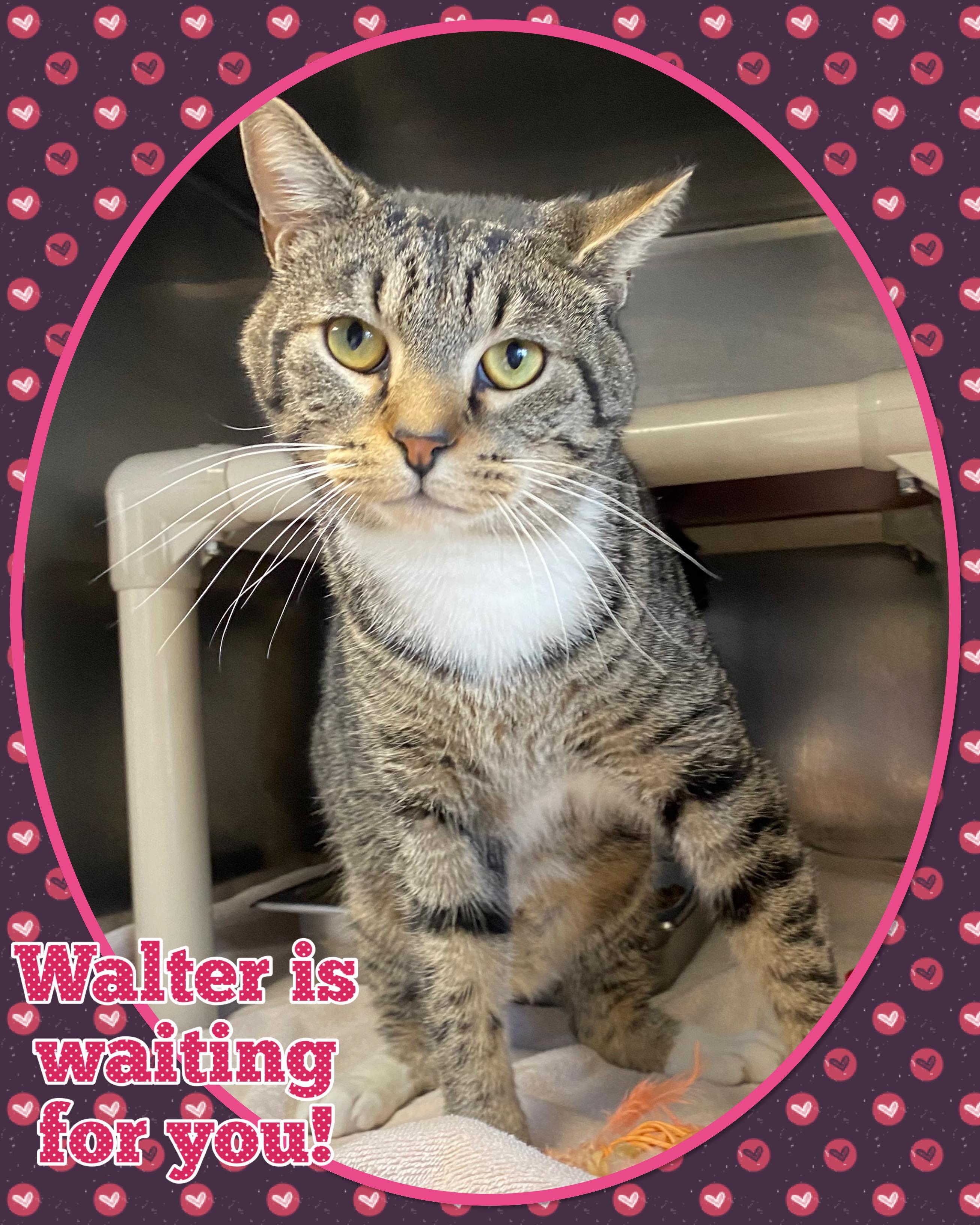 Enlarge Walter, a ADOPTABLE Domestic Short Hair in Somerset, NJ image 1/3