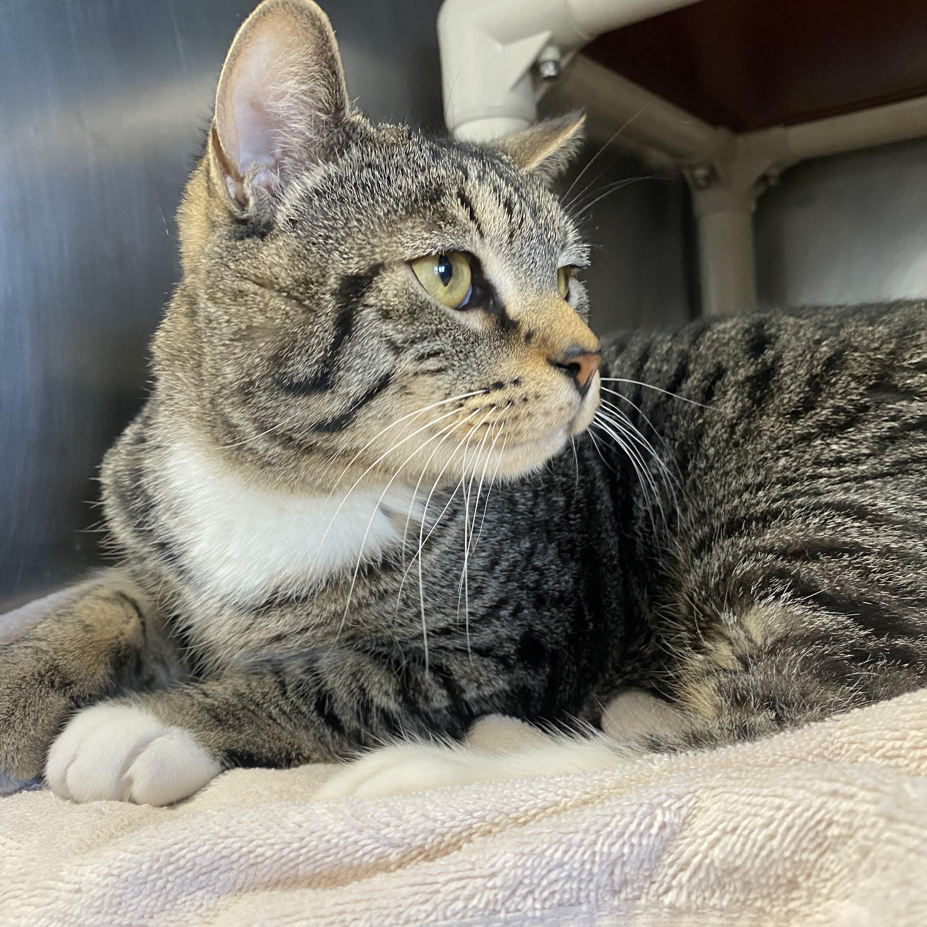 Enlarge Walter, a ADOPTABLE Domestic Short Hair in Somerset, NJ image 3/3