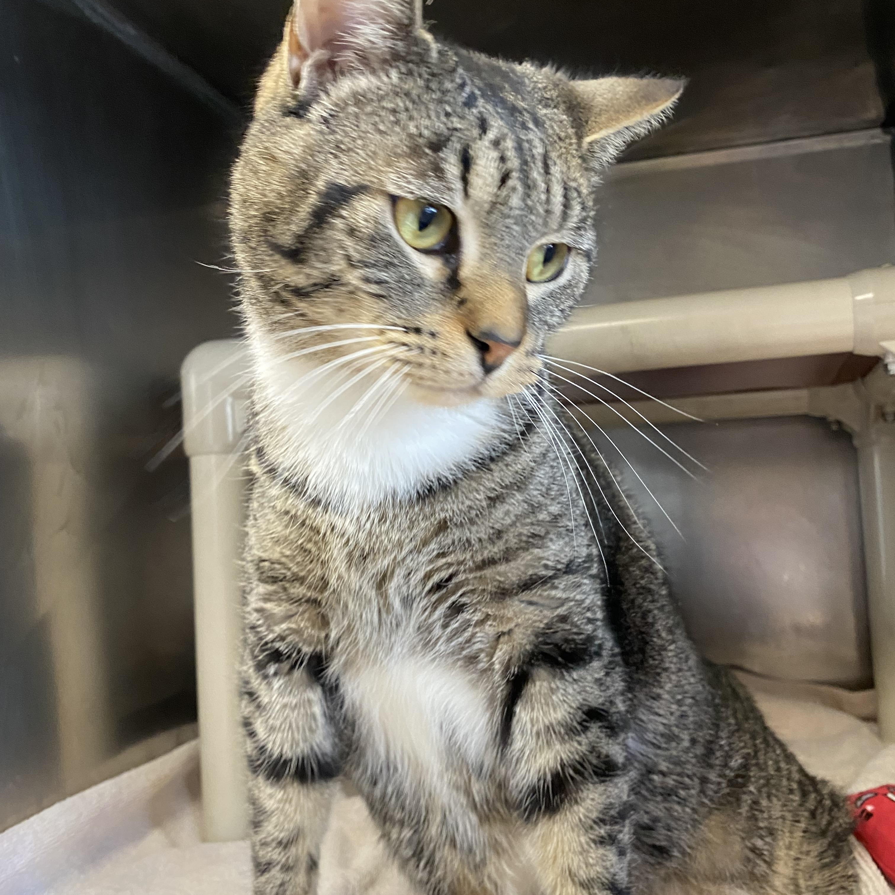 Enlarge Walter, a ADOPTABLE Domestic Short Hair in Somerset, NJ image 2/3