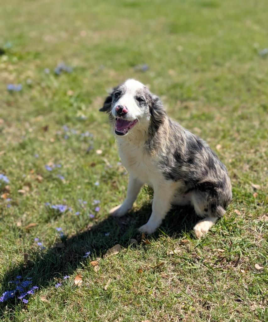 Enlarge Duke, a Adoptable Australian Shepherd in Arlington, TX image 1/4
