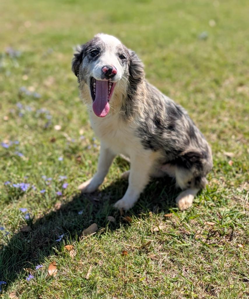 Enlarge Duke, a Adoptable Australian Shepherd in Arlington, TX image 2/4
