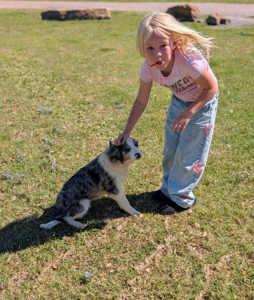 Enlarge Duke, a Adoptable Australian Shepherd in Arlington, TX image 4/4