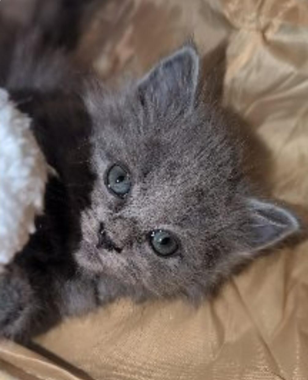 Enlarge Graycie, an adopted Domestic Long Hair in Granite Falls, NC image 4/6